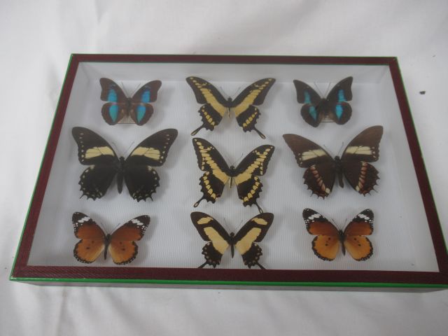 Null Boîte vitrine, contenant des papillons. 26 x 39 cm