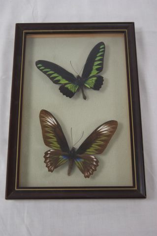 Null Cadre vitrine, contenant des papillons (Malaisie). 31 x 22 cm