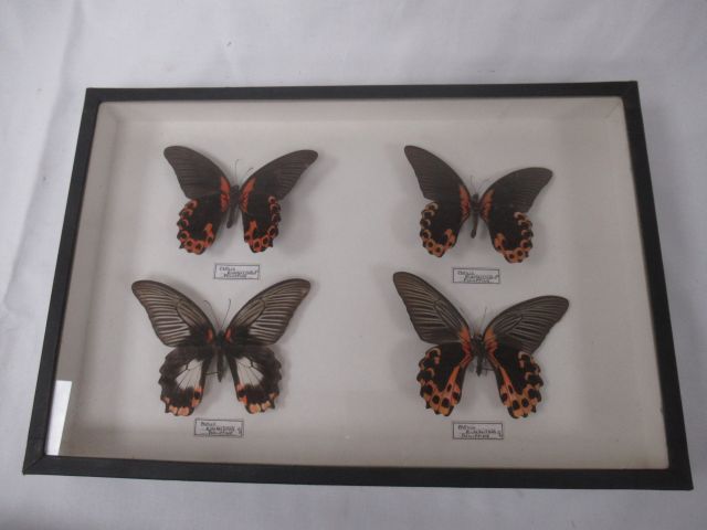 Null Boîte vitrine, contenant des papillons. 26 x 39 cm