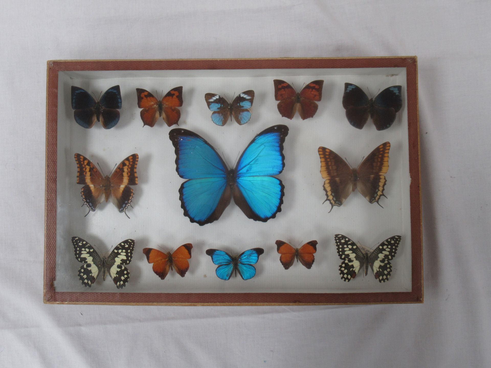 Null Boîte vitrine, contenant des papillons. 36 x 29 cm