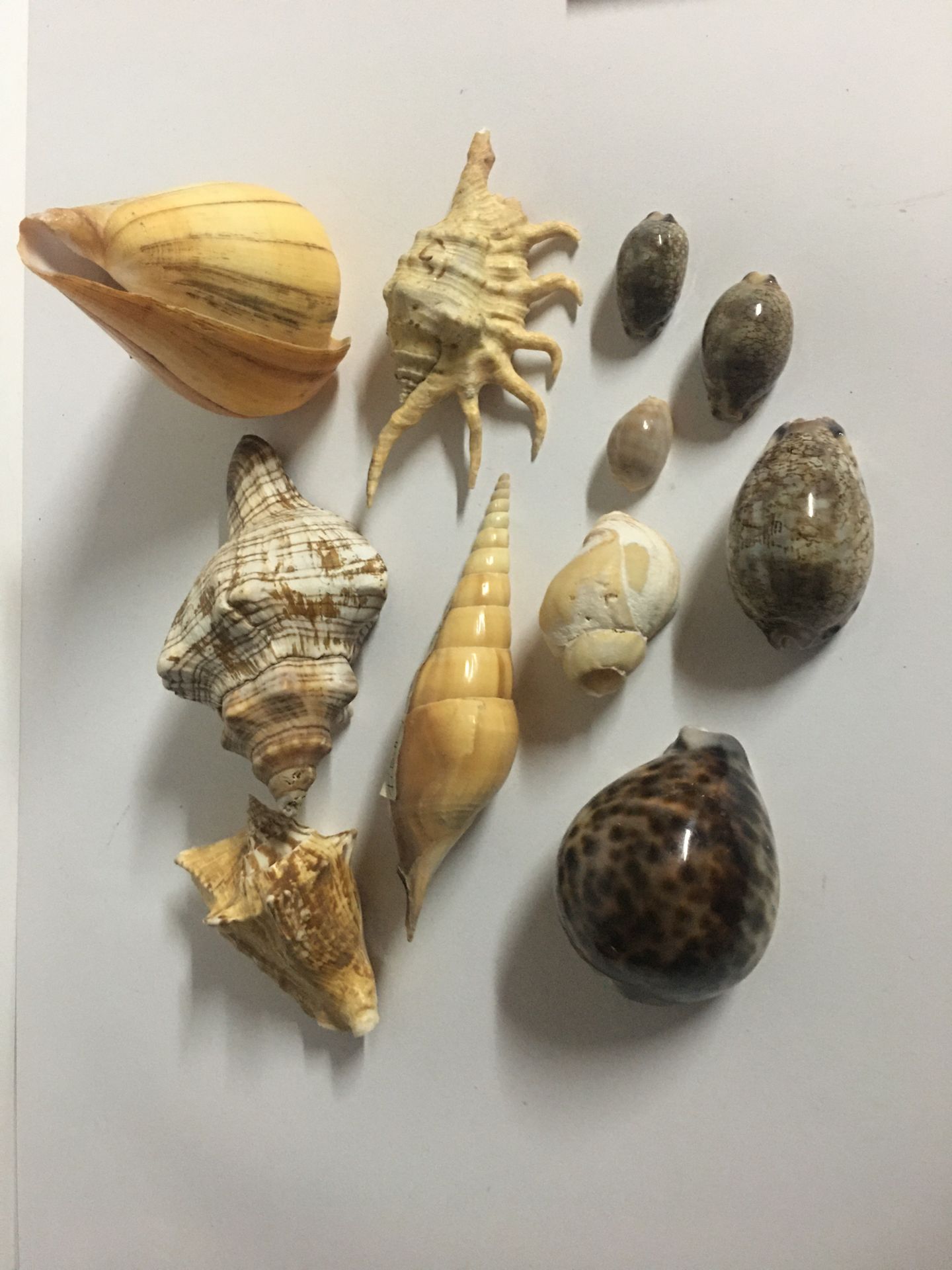 Null Lot of various shells