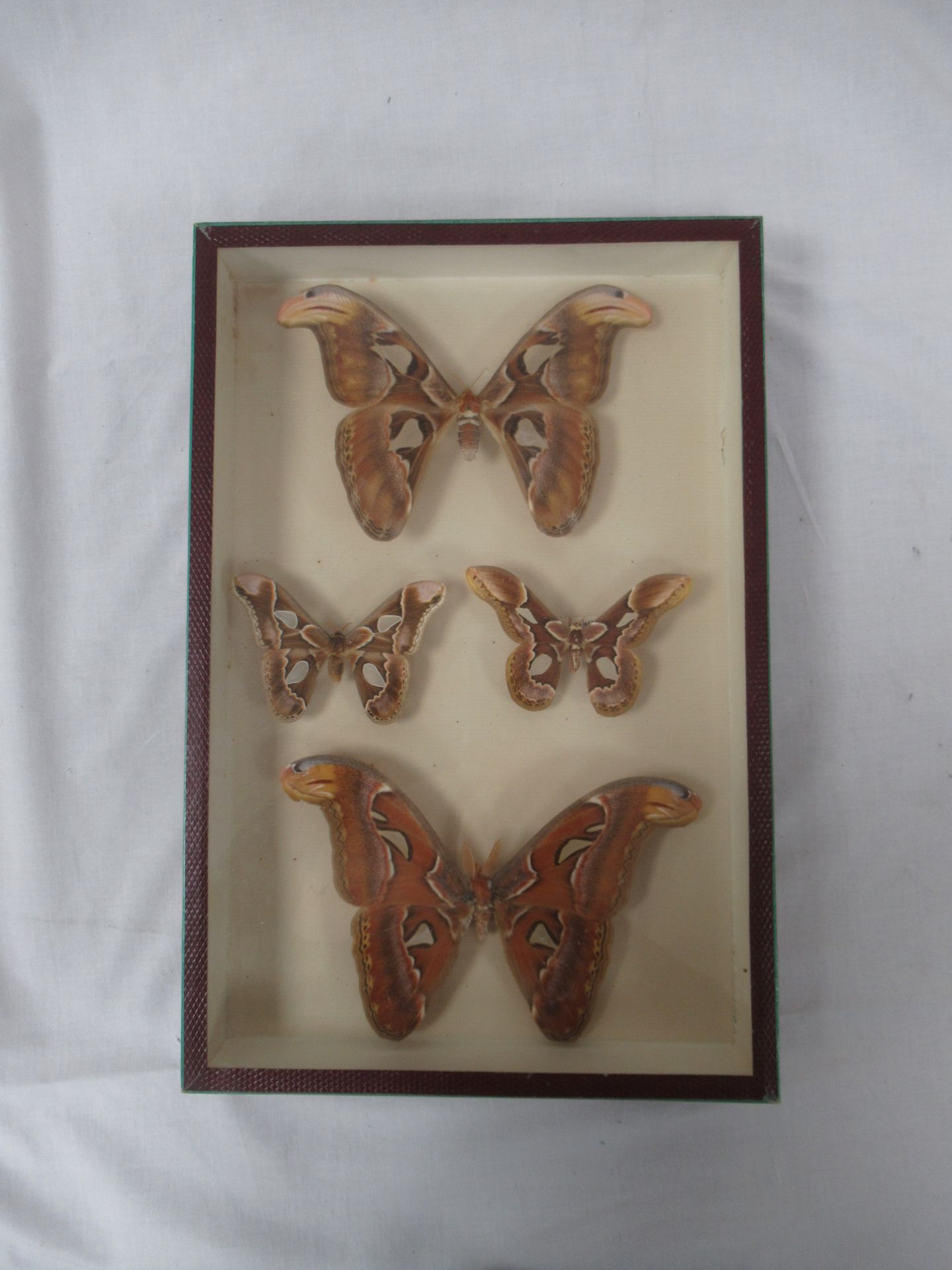 Null Scatola da esposizione, contenente farfalle. 36 x 29 cm