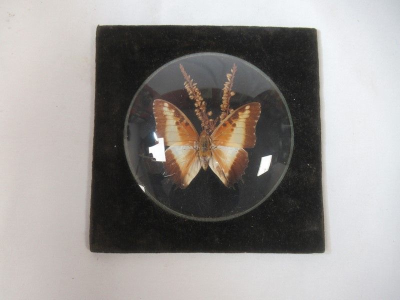 Null Vitrinenrahmen, der einen Schmetterling enthält . 16 cm (Abnutzung).