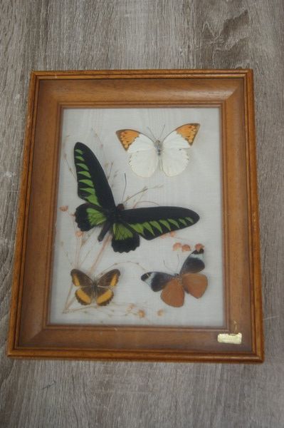 Null Cadre vitrine, contenant des papillons. 30 x 24 cm