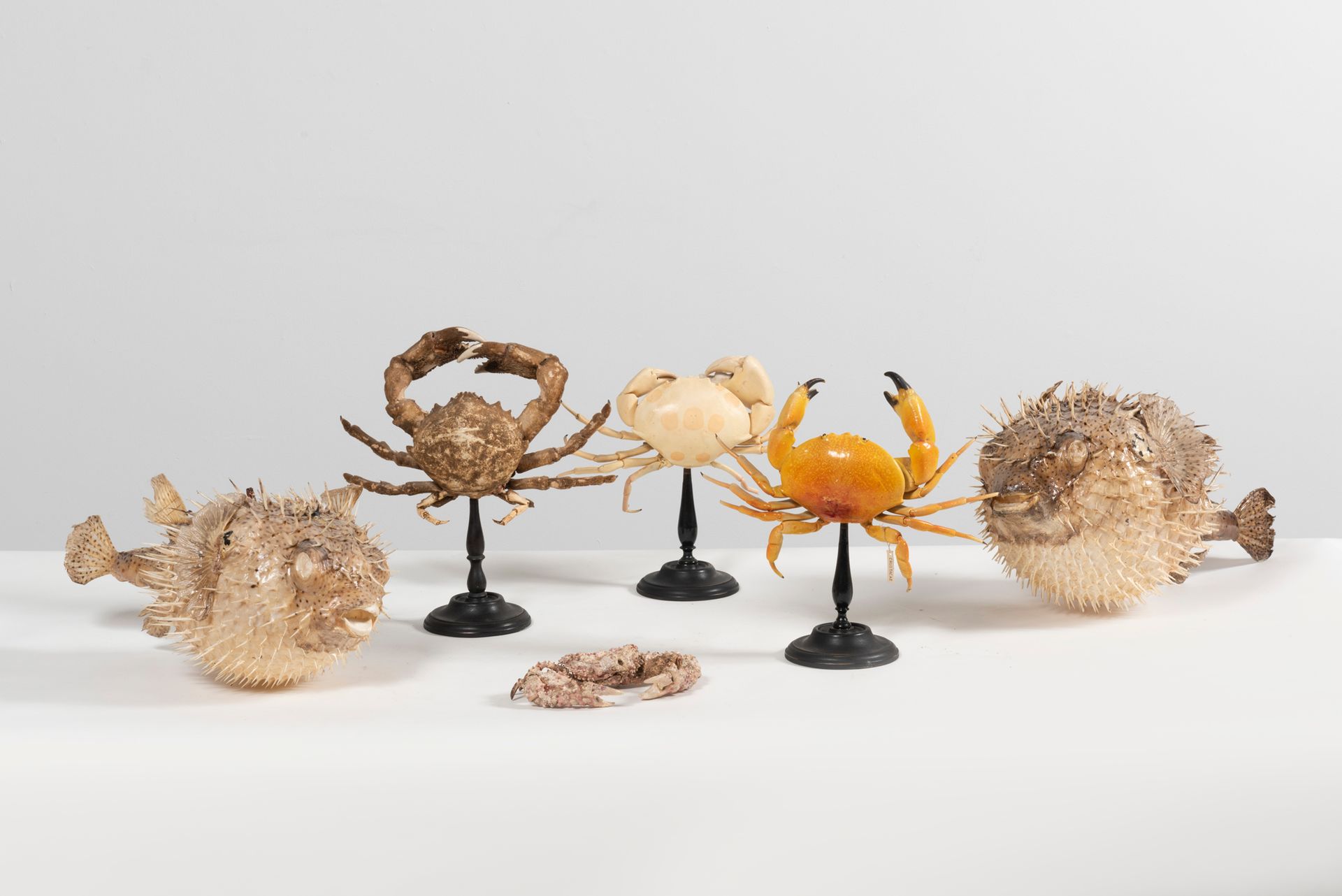 Null CURIOSITY CABINET Set Including: two porcupine fish and four crabs, three o&hellip;