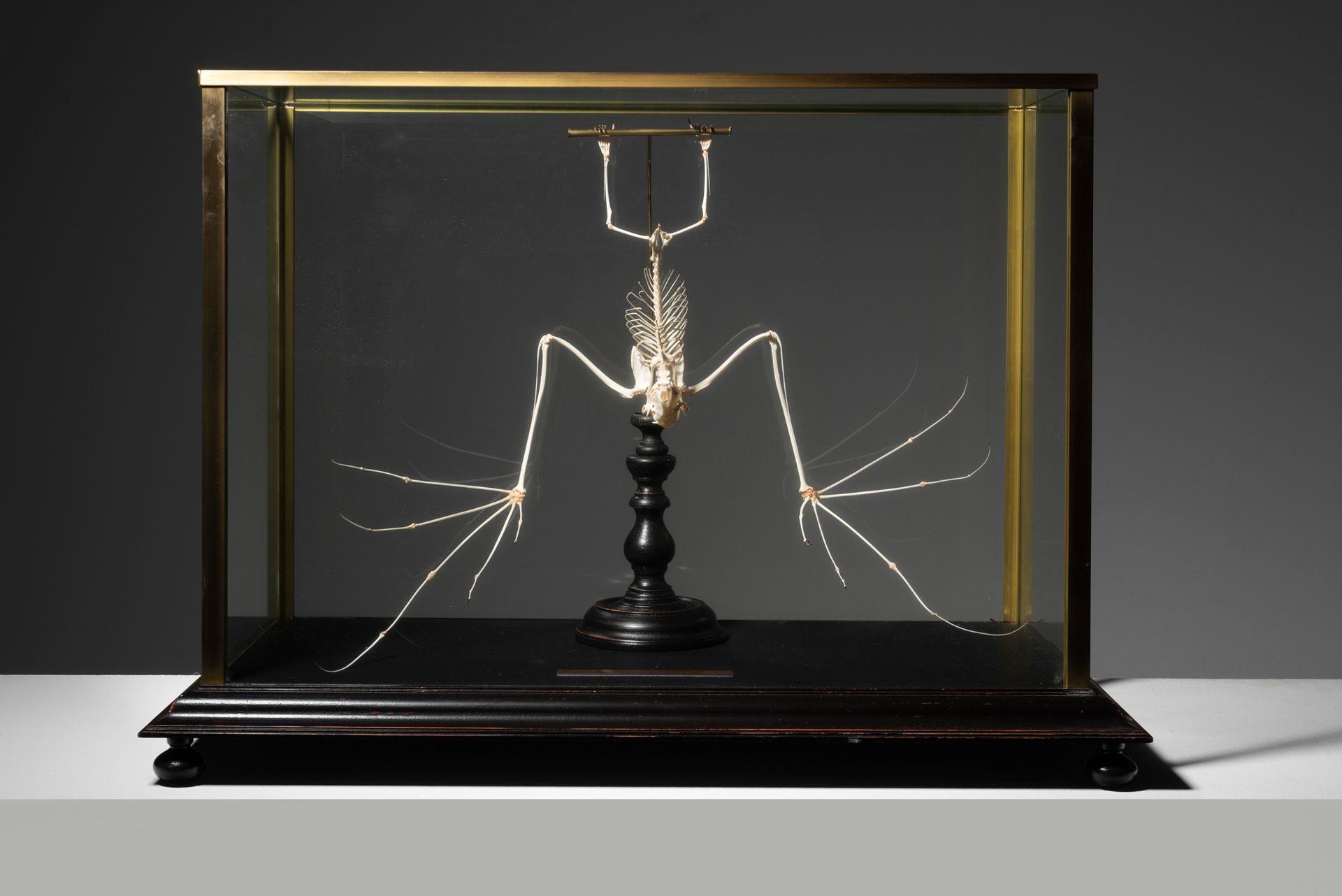 Null CURIOSITY CABINET Skeleton of a fruit bat
In a modern display case.
H.46 cm&hellip;