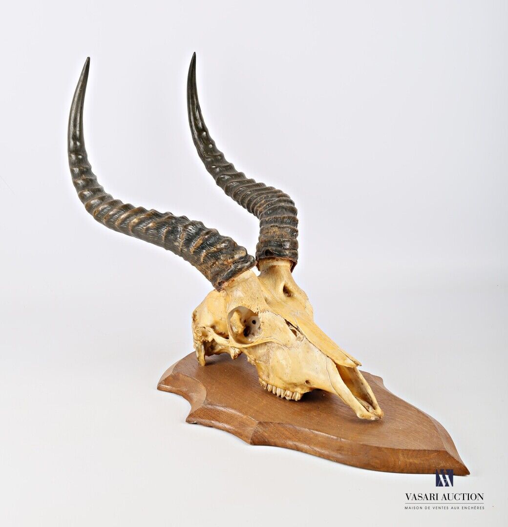 Null 一个有很好铜锈的鹅卵石头骨（Kobus kob，不受管制）呈现在一个盾牌上。
高度：55厘米55 cm - 宽度 : 25 cm - 深度 : 35 &hellip;