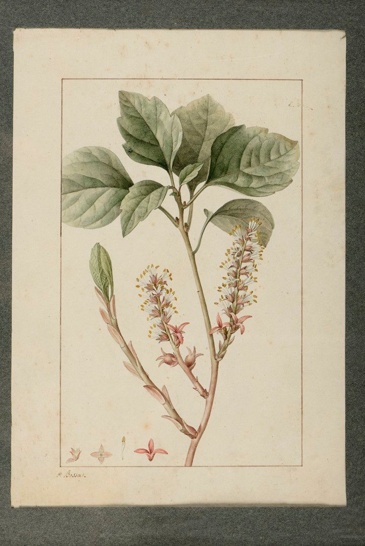 Null 潘克雷斯-贝萨（1772-1846 年）。卧姿的茯苓。植物研究。纸面水彩画。右下方有签名 "P. Bessa"。尺寸：22.5x15.8 厘米（见图）&hellip;