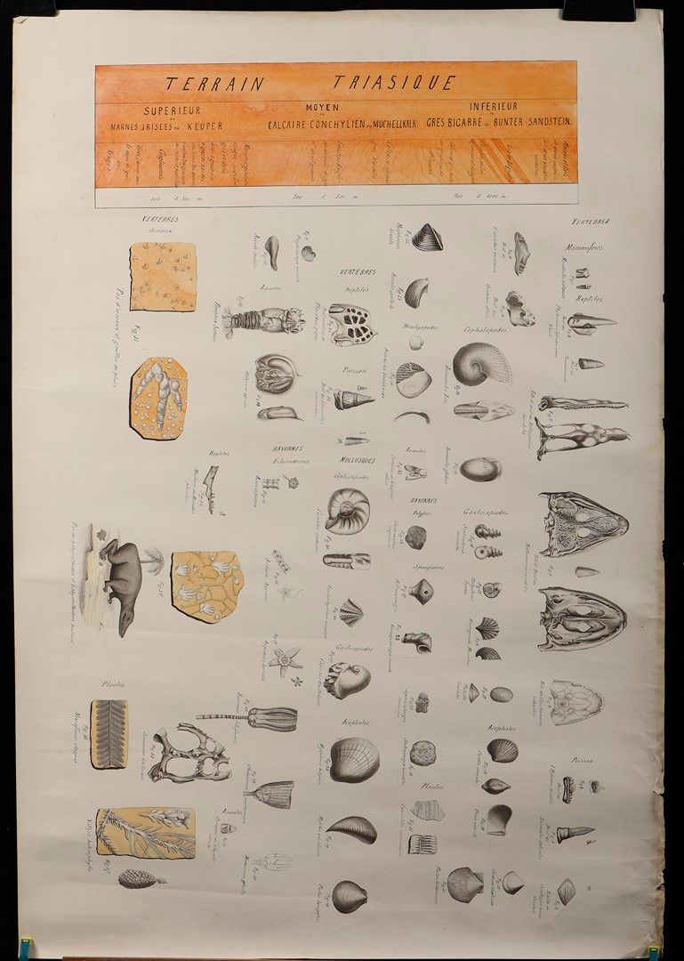 Null Éloi BÉRAL. [Paléontologie]. Suite de 4 planches d'illustrations manuscrite&hellip;