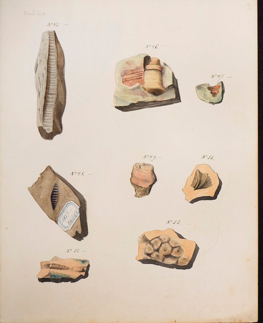 Null 贝拉尔[古生物学］一批重要的化石图纸，包括-3 本笔记本，长方形，8 开本，包含 Eloi Béral 绘制的大量化石图。其中一幅有日期和签名："君士&hellip;