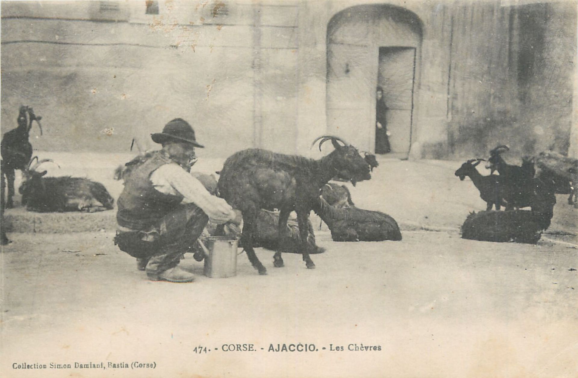 Null 9 CARTOLINE CORSICANE: Scene e tipi. "474-Ajaccio-Le capre (Collezione Dami&hellip;