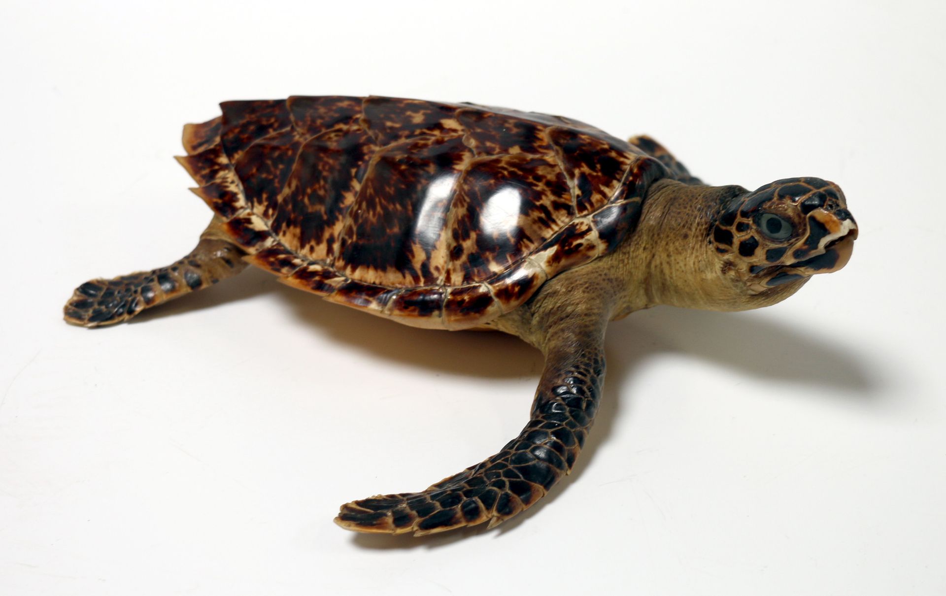 Null Sea turtle. Lgr 33 cm