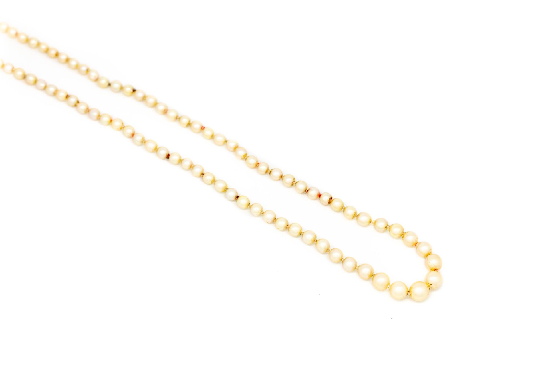 Null Collier perles fines

L. : 55 cm
