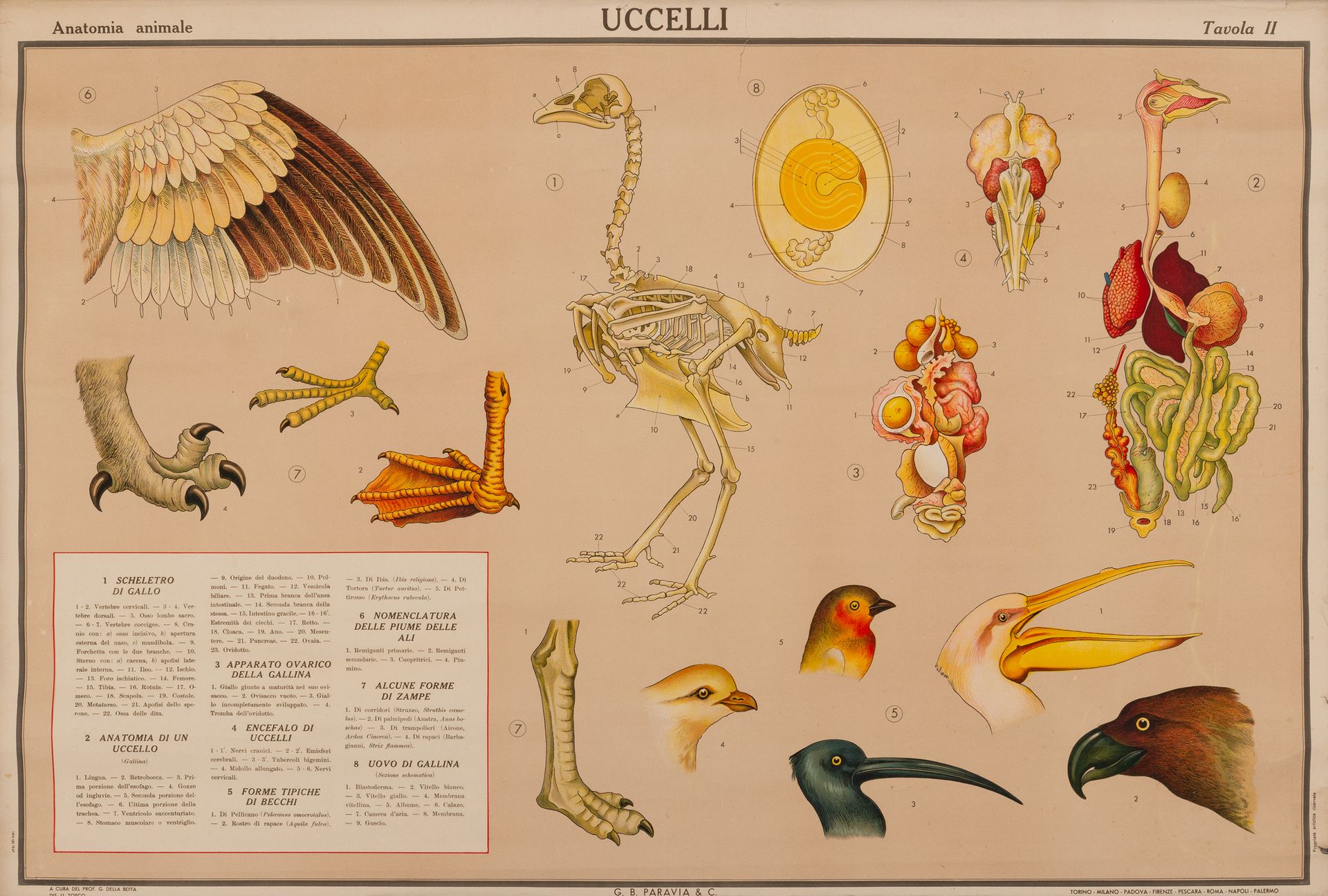 Anatomia Animale, Uccelli [Tavola II] Tavola Didattica [Montata su Tela di Lino]&hellip;