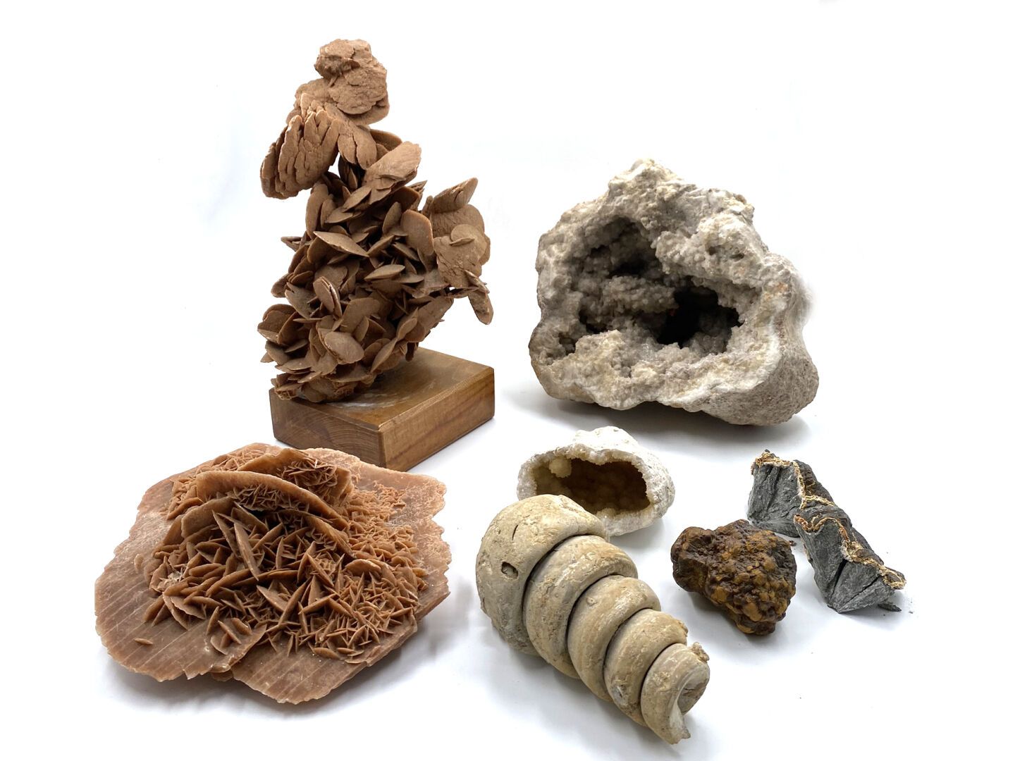 Null 重要的矿物收藏，包括贝壳、沙玫瑰、石头化石。
