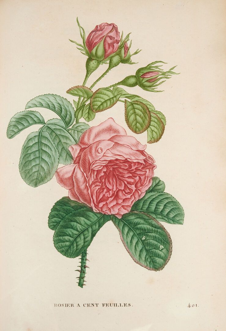 Null JAUME SAINT-HILAIRE (Jean-Henri). Plants of France described and painted af&hellip;