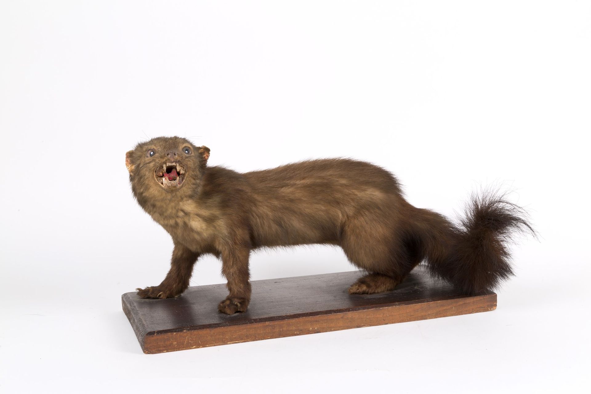 Donnola Taxidermied weasel (Mustela nivalis). 24x45x20 cm approx.