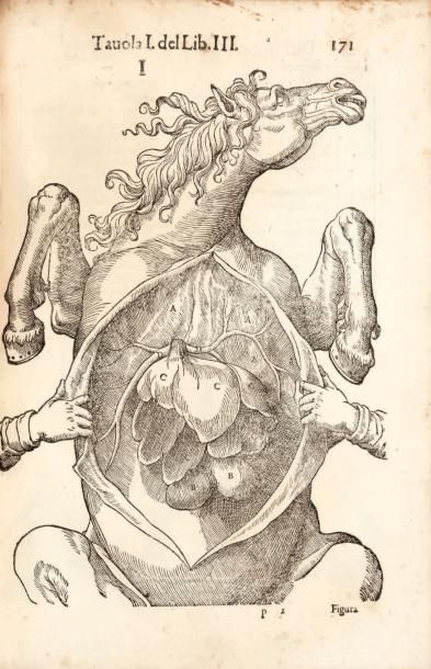 RUINI (Carlo) Anatomia del cavallo... Tomo 1° nel quale in cinque libri. Petit f&hellip;