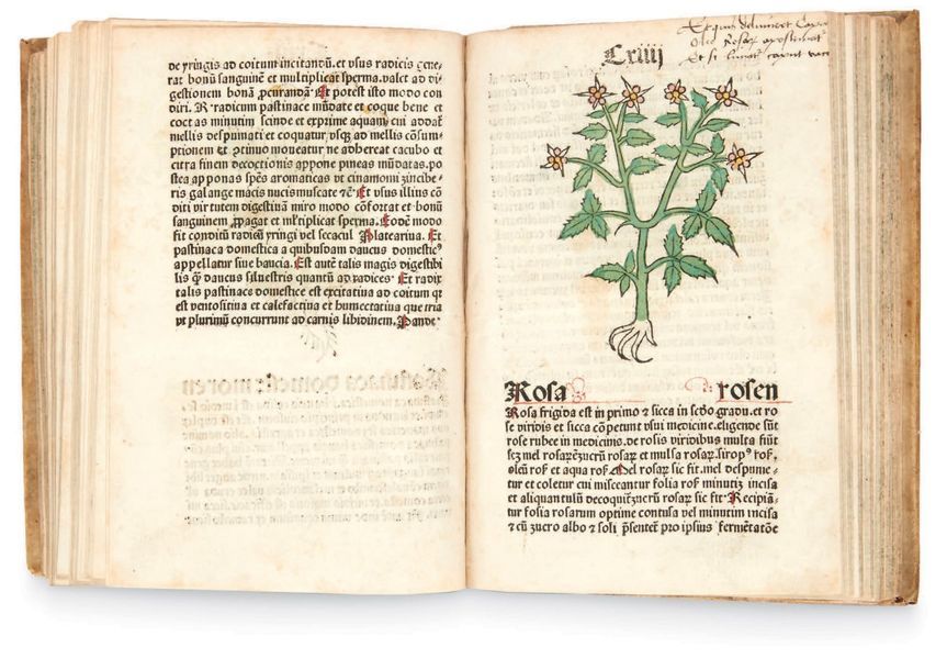 Null [HERBIER.]
Herbarius Patavie impressus anno domi[ni] &cetera. Lxxxv. Passau&hellip;
