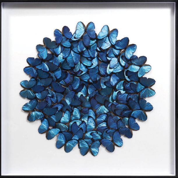 Null Framed presentation of morpho blue butterflies French
Guiana
H. 90 cm - L 9&hellip;