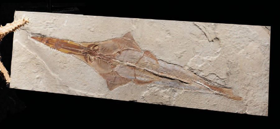 Null 
Fossil saw fish
Libanopristis sp.
Cenomanian, Upper Cretaceous (99.7 to 94&hellip;