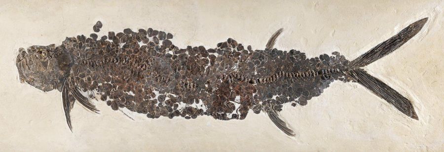 Null Plaque de poisson fossile
Gillicus
Santonien-Campanien, Crétacé supérieur (&hellip;