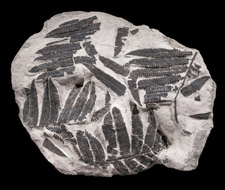 Null Fossile de fougères
Callipteridium sp.
Stéphanien, Carbonifère (305 à 299 M&hellip;