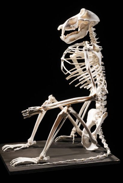 Null Squelette de babouin chacma
Papio ursinus
Afrique du Sud
H. De signe assis &hellip;
