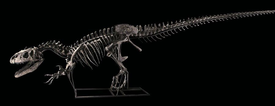 Allosaurus Allosaurus sp. Upper
Jurassic Period (150.8 to 145.5 MA) Morrison
For&hellip;