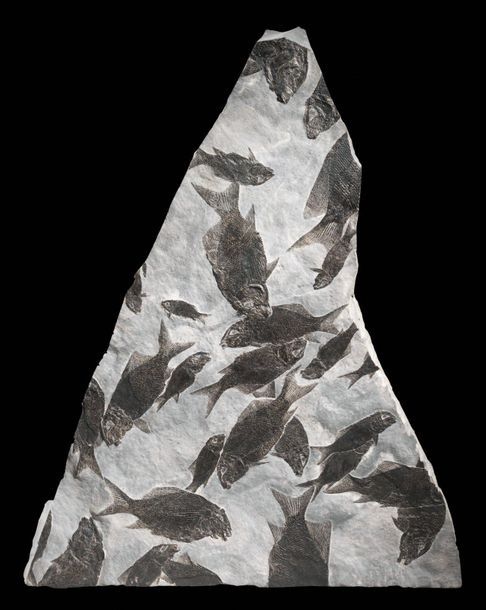 Null TRIASSIC FISH MORTALITY PLATE
Heterolepidotus ornatus
Upper Triassic
Seefel&hellip;