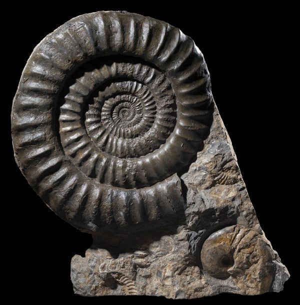 Null Bloc d'ammonite et nautile fossile
Coroniceras (Arietites)
Pliensbachien, J&hellip;