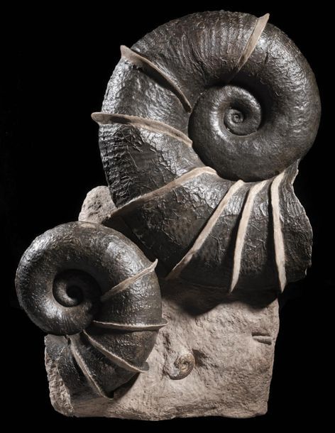 Null Groupe d'ammonites ailées
Lytoceras cornicopiae
Jurassique (150 MA)
Belmont&hellip;