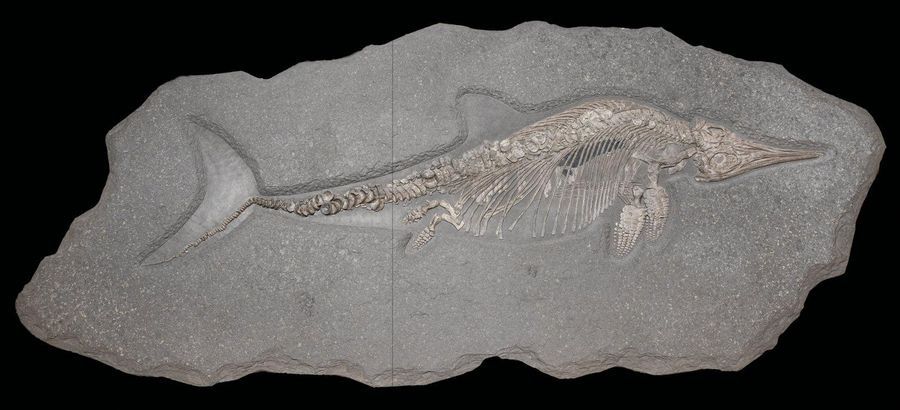 Null AN EXCEPTIONAL ICHTHYOSAUR
Stenopterygius hauffianus
Lower Jurassic, Lias e&hellip;