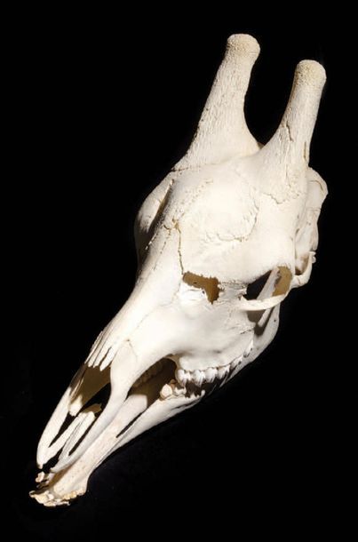 Null Giraffe skull
Giraffa camelopardalis
South Africa
H. 46 cm - W. 74 cm
Giraf&hellip;