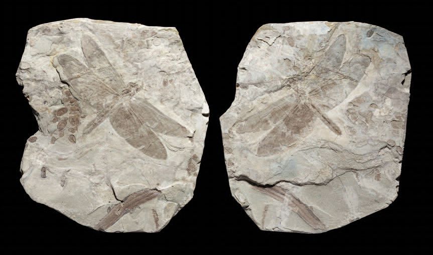 Null Fossile de libellule
Sinaeschnidia cancellosa
Jurassique supérieur/Crétacé &hellip;