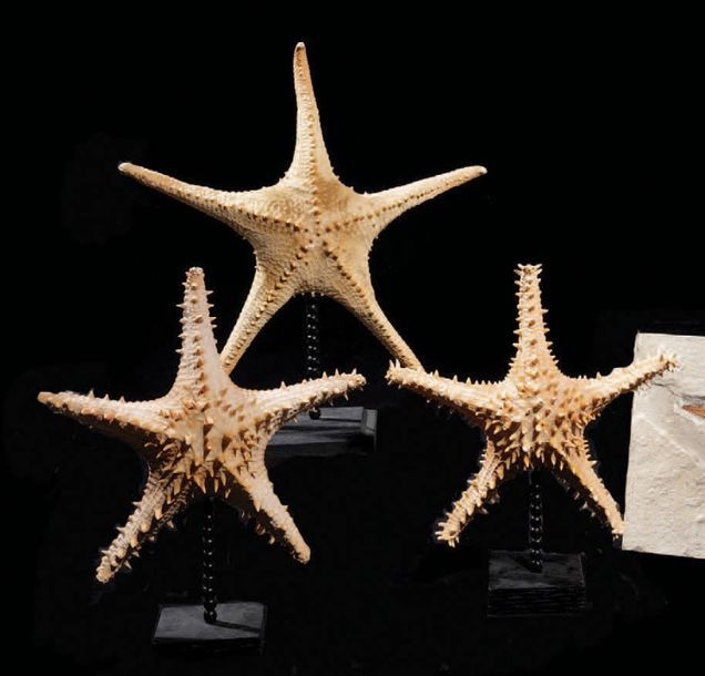 Null Lot de 3 étoiles de mer sur socle
Indonésie
H. 25 cm - L. 25 cm
3 STARFISHE&hellip;