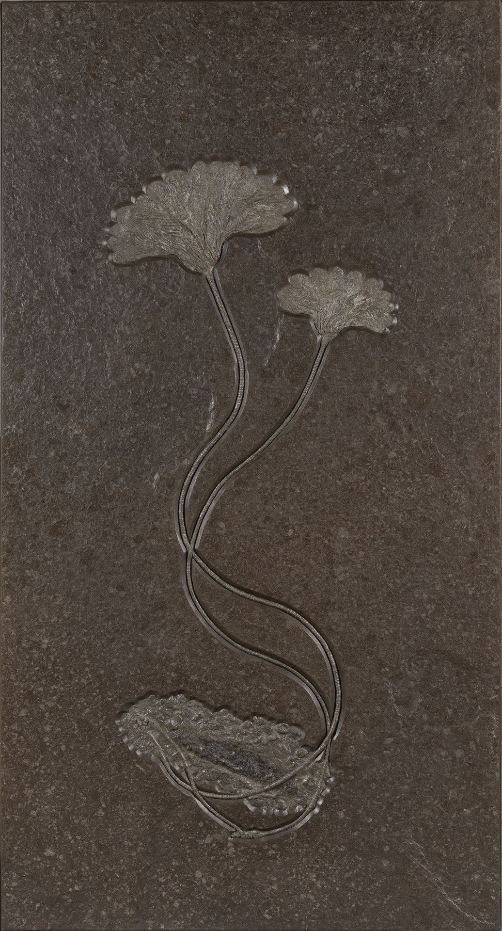 Null 脊椎动物化石板
Seirocrinus subangularis
下侏罗纪，Pliensbachian - Toarcian (195 MA)
Pos&hellip;