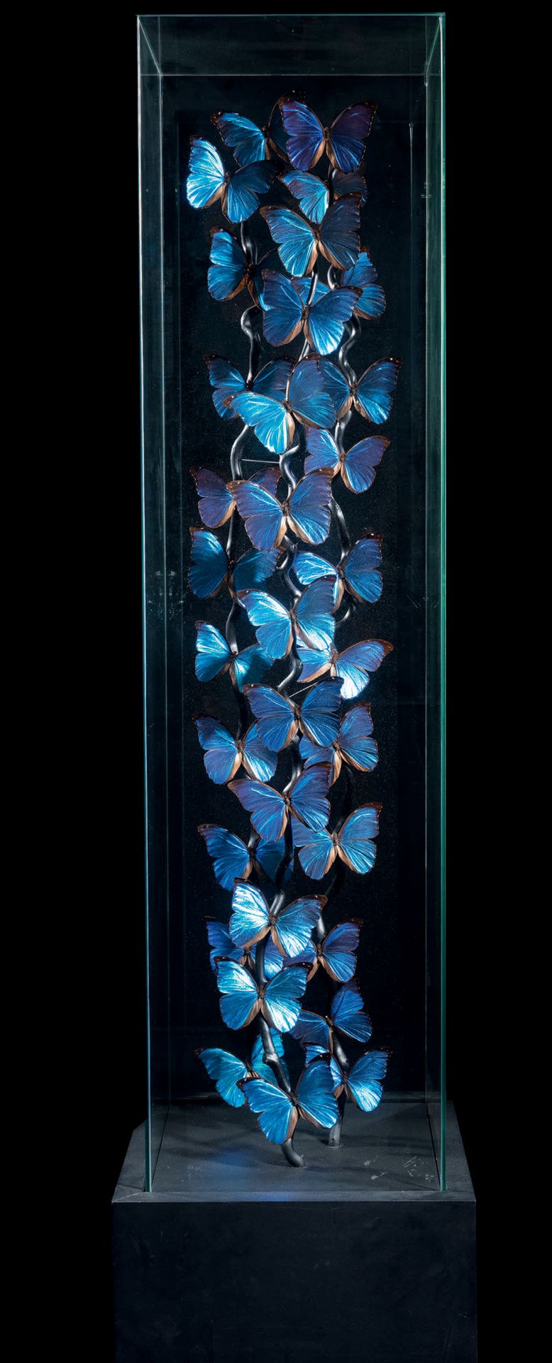 Null Flight of butterflies in glass column
Morpho Menelaus
H. 78 3/4 in - W. 10 &hellip;