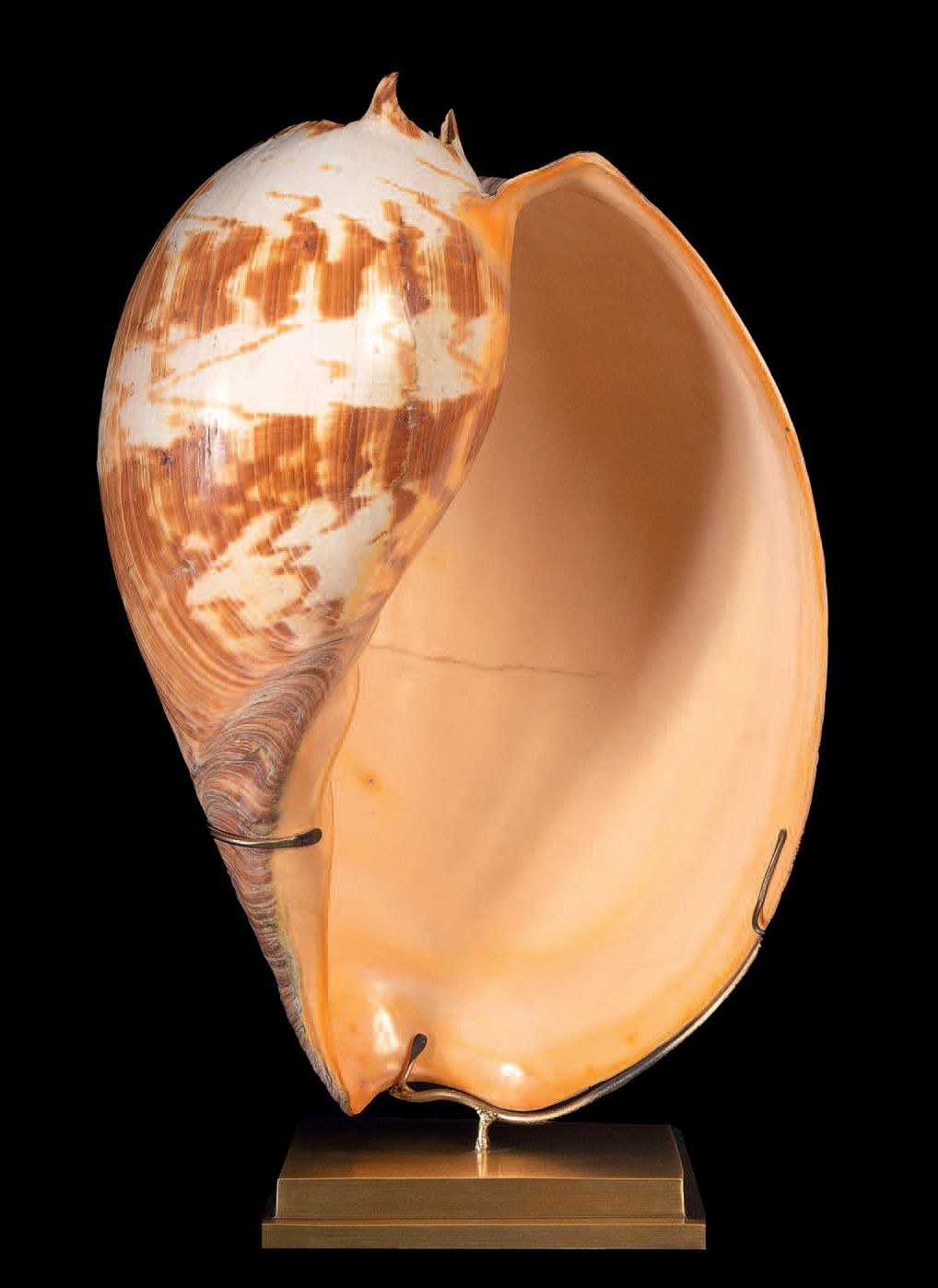 Null GIANT MELO AMPHORA
H. 53 cm - L. 33 cm
The Diadem Volute是这种巨型海螺的俗称。梅洛双鱼座的长度&hellip;