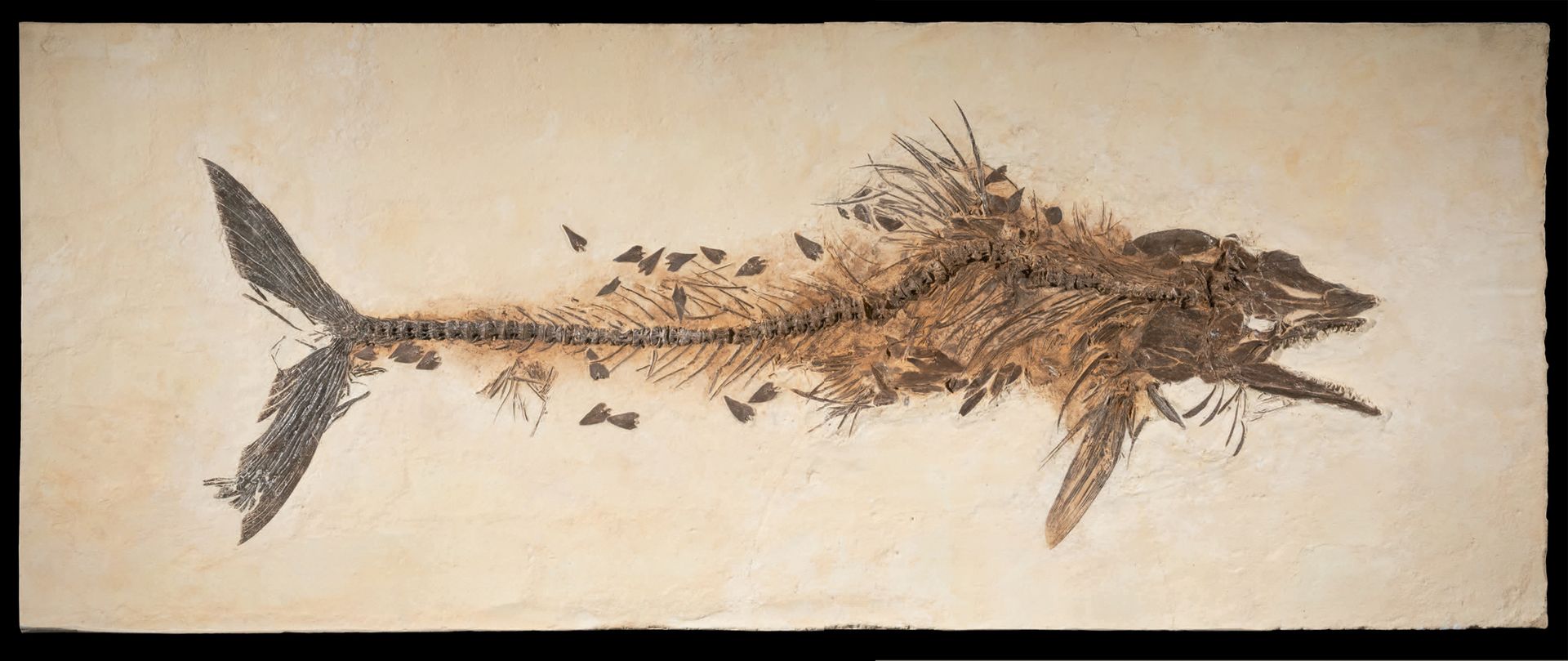 Null Impressive fossil fish
Cimolichthys sp.
Santonien-Campanien, Crétacé supéri&hellip;