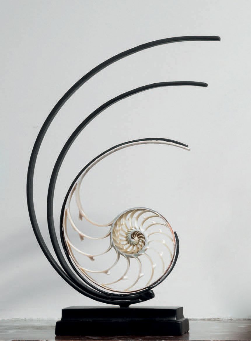 Null 黑色底座上的鹦鹉螺心脏
H. 27 cm - L. 17,5 cm
只有鹦鹉螺的中央部分 - Nautilus pompilius - 是工作的，这可&hellip;