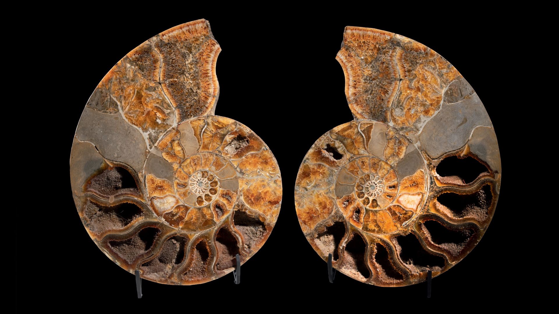 Null 巨大的芒硝切割
Pachydiscus sp.
坎培纪，上白垩纪（83-73Ma）
马达加斯加
D. 60厘米