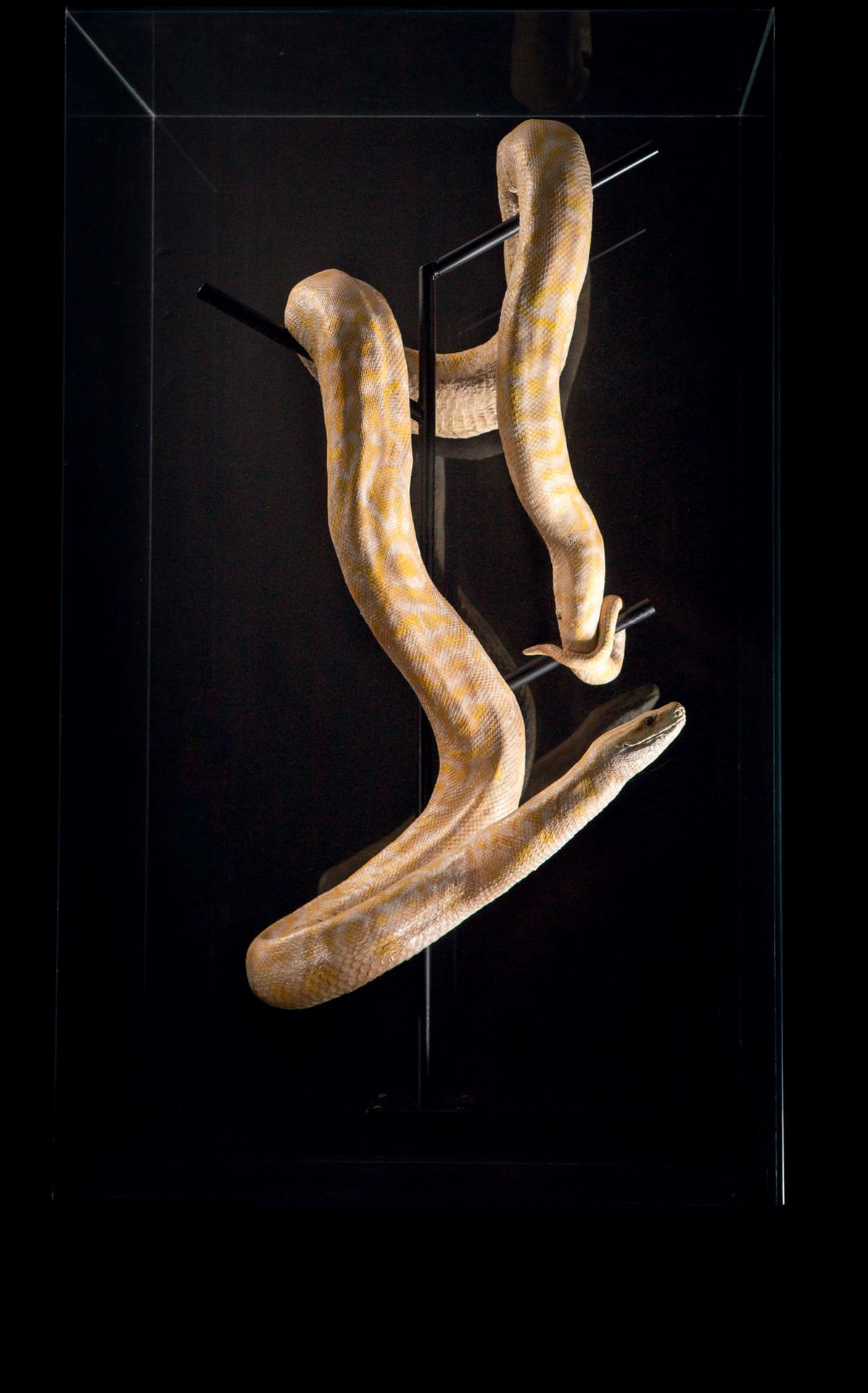 Null Contemporary taxidermy of albino python
H. 24 13/16 in - W. 24 13/16 in - P&hellip;