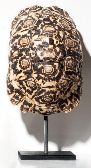 Null Tortoise shell
Stigmochelis pardalis
H. 9 1/6 in - L. 7 1/6 in
Born and dea&hellip;