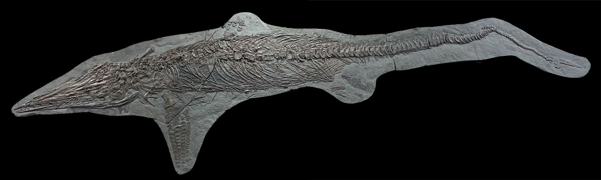 Null MAGNIFICO ICHTYOSAUR
Stenopterygius quadriscisscus
Posidonia Shale Formatio&hellip;