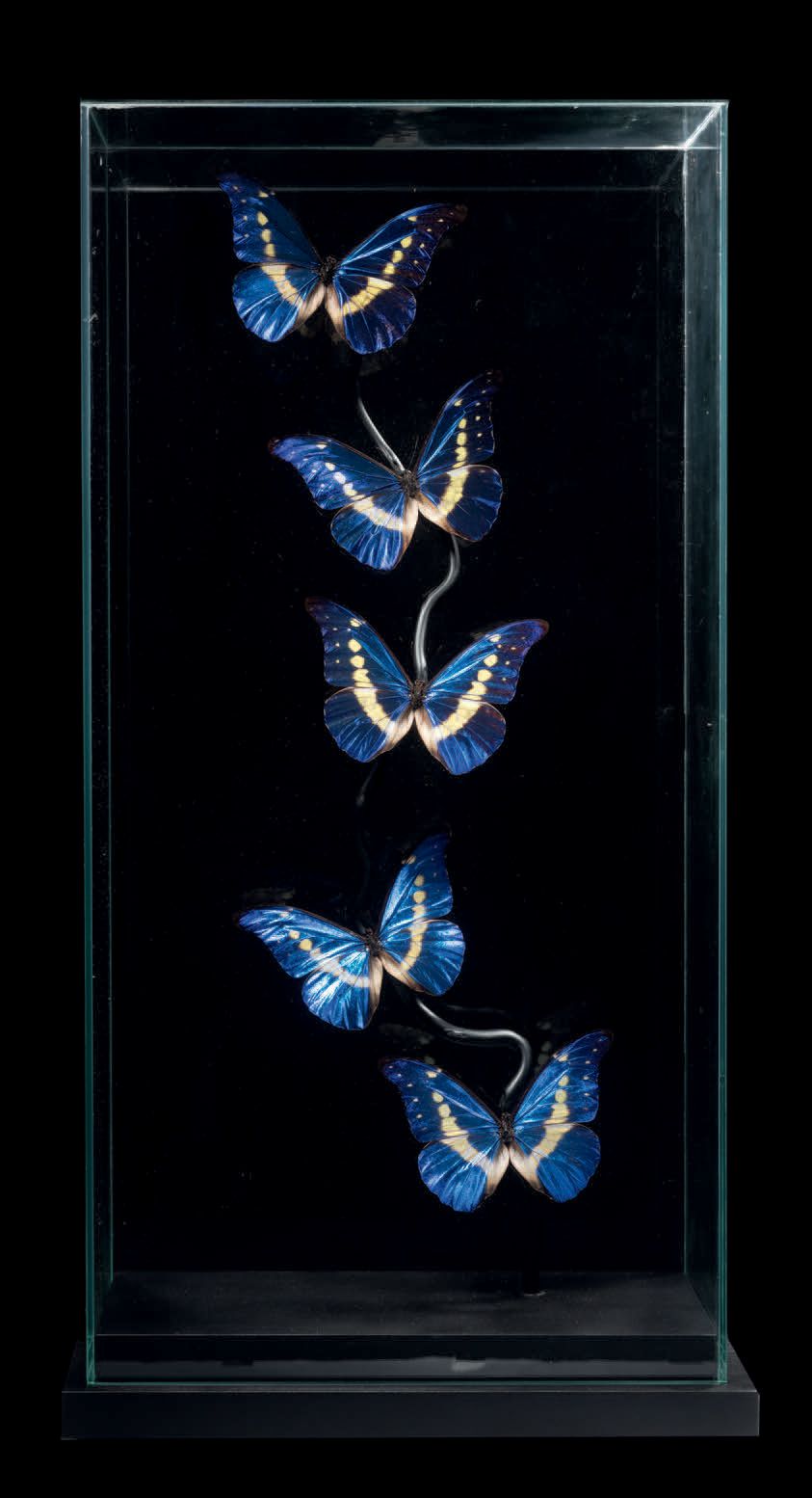 Null BUTTERFLY COMPOSITION
Morpho helena
H. 45 cm - L. 90 cm
这种罕见的美丽被认为是最美丽的蝴蝶之一&hellip;