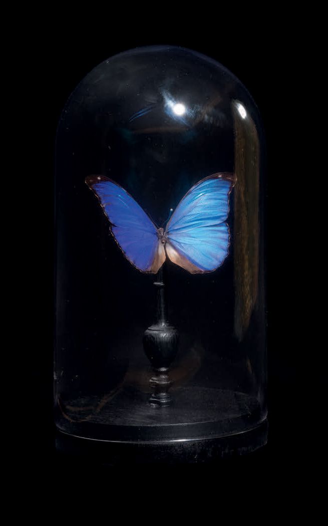 Null Butterfly in a glass dome
Morpho Menelaus
H. 10 5/8 in - D. 5 17/32 in