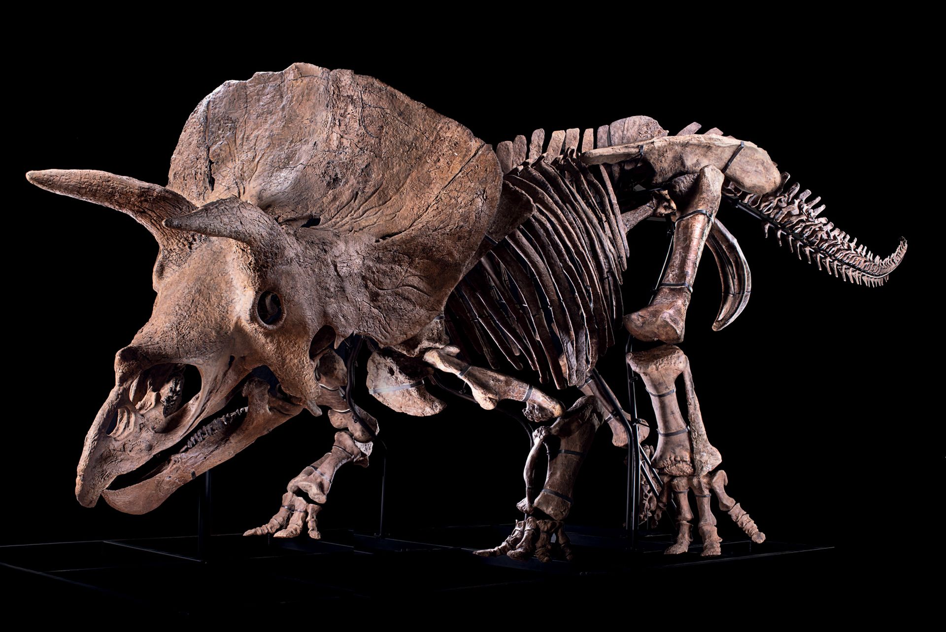 Null 
Big John

Triceratops horridus

Formación Hell Creek, sección superior

Ma&hellip;