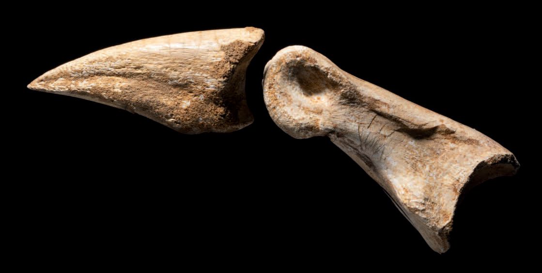 Null 食肉恐龙石膏
Carcharodontosaurus saharicus
北非
高19厘米-宽5厘米。