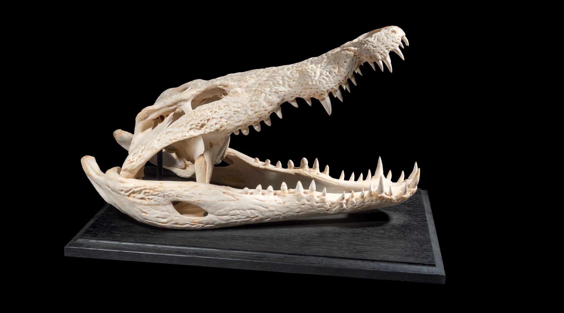 Null 木质底座上的鳄鱼头骨
Crocodylus niloticus
L. 50 cm
动物休息时张嘴的表现。